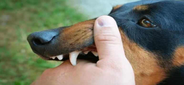 protecting-your-children-from-dog-bites-and-rabies