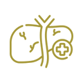 Hepatology Icon