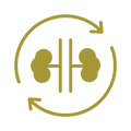 Kidney Transplant Icon