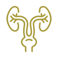 Urology Icon